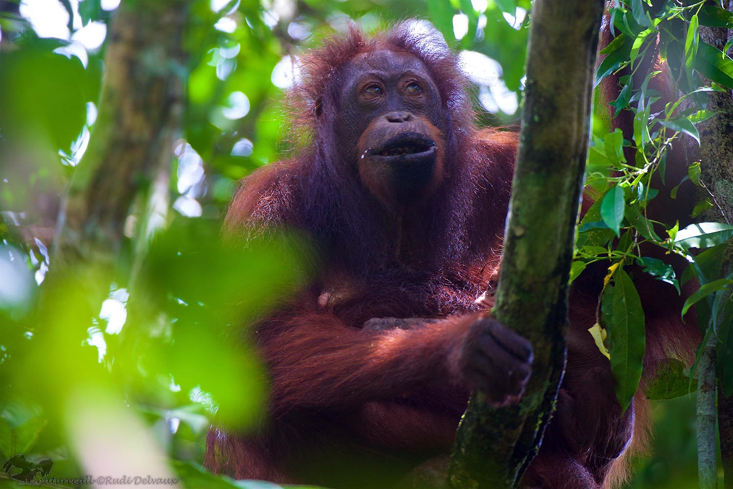 Close up of orangutan in Borneo