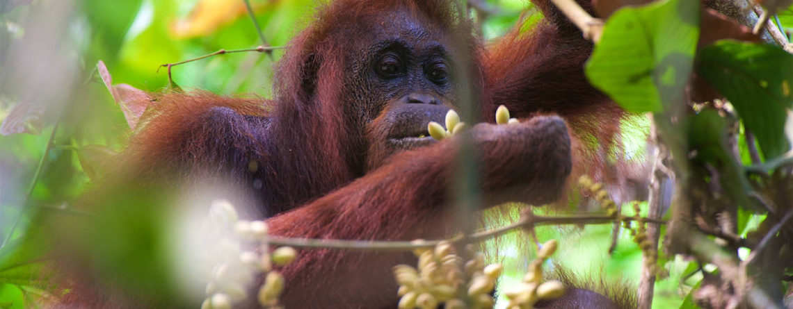 Closeup of orangutan in Borneo