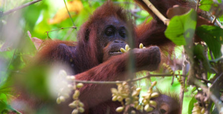 Closeup of orangutan in Borneo