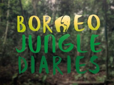 Borneo Jungle Diaries showcases the work of conservation scientists in the Kinabatangan, Sabah.