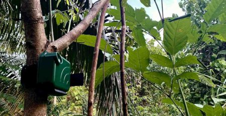 AudioMoth in Kinabatangan forest for acoustic monitoring